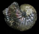Hoploscaphites Ammonite - South Dakota #22696-1